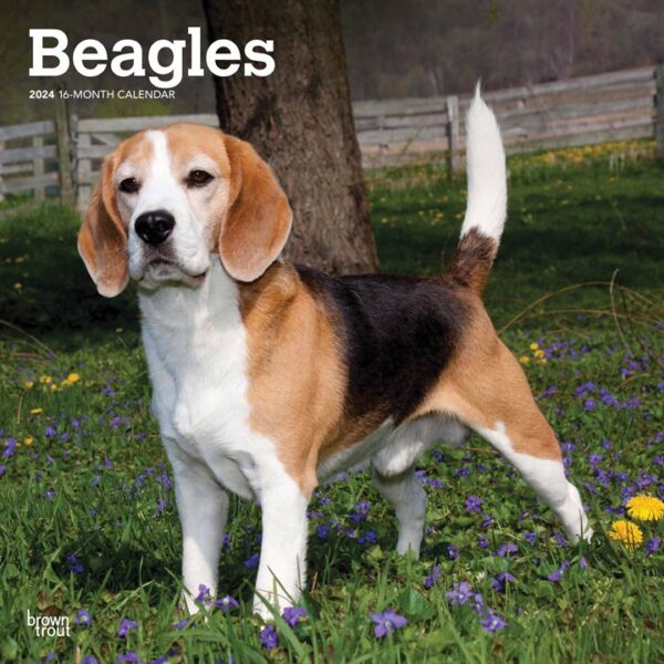 Beagles Calendar 2024