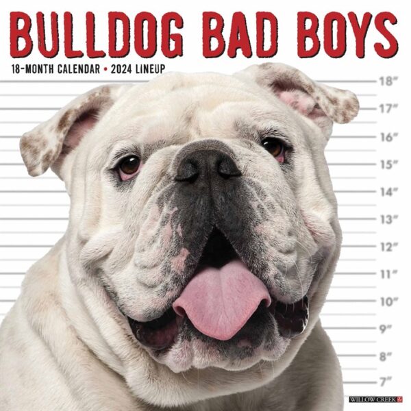Bulldog Bad Boys Calendar 2024