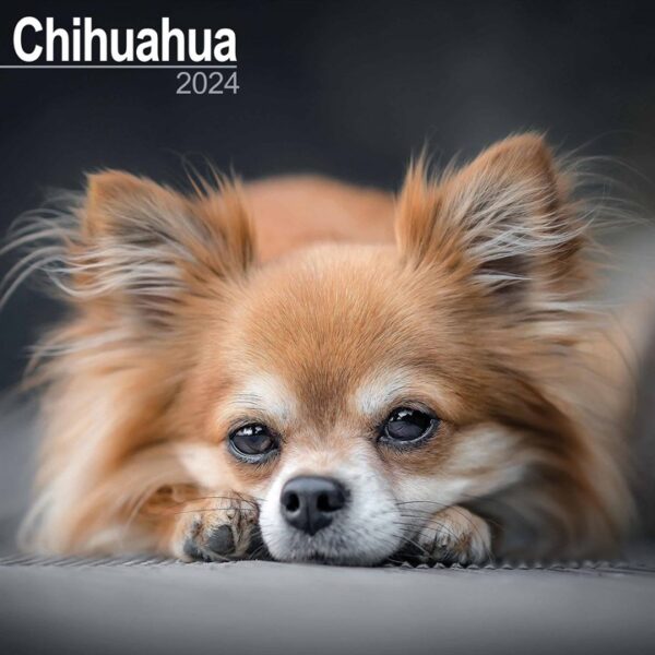 Chihuahua Calendar 2024