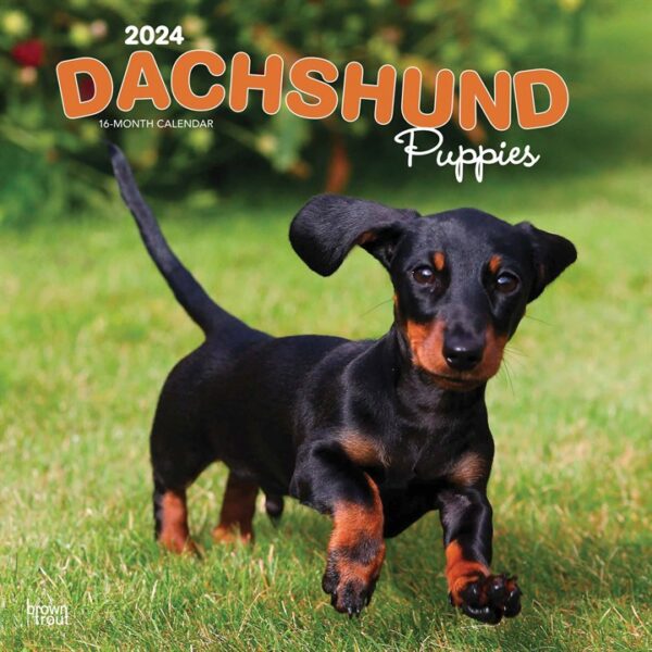 Dachshund Puppies Calendar 2024