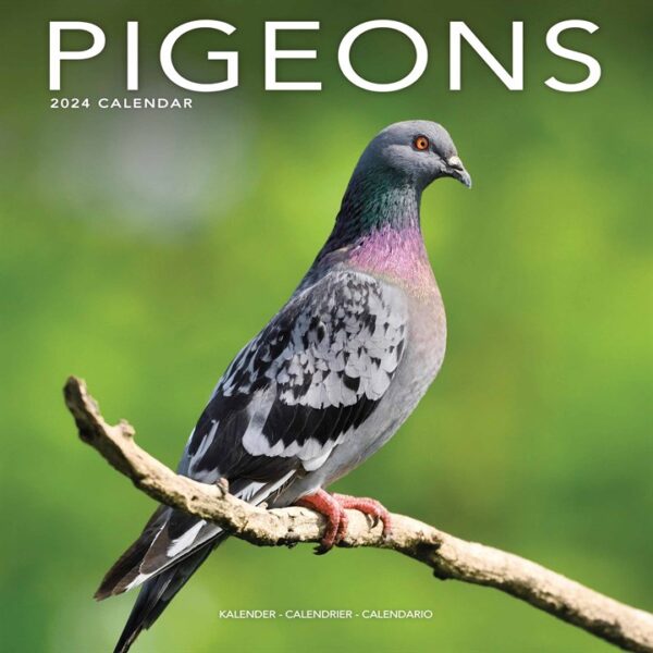 Pigeons Calendar 2024