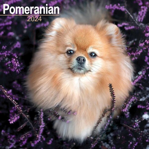 Pomeranian Calendar 2024