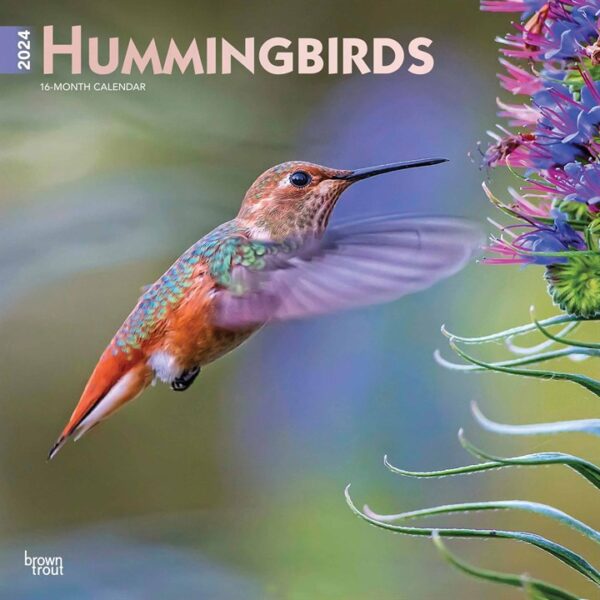 Hummingbirds Calendar 2024