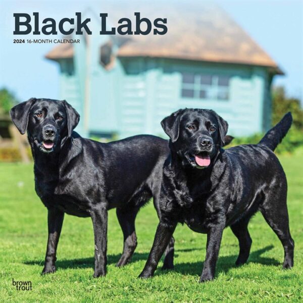 Black Labs Calendar 2024