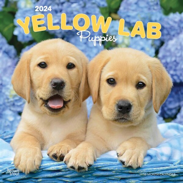 Yellow Lab Puppies Calendar 2024