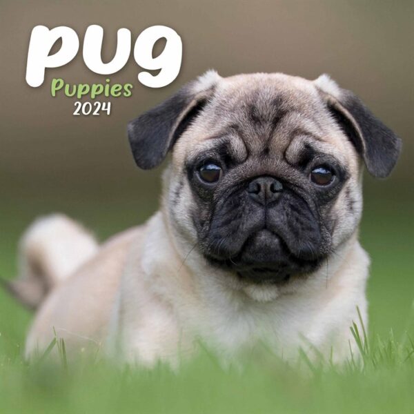 Pug Puppies Mini Calendar 2024