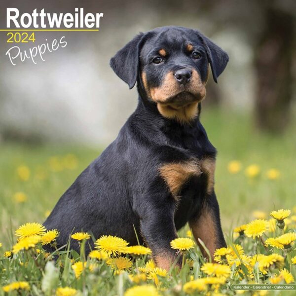 Rottweiler Puppies Calendar 2024