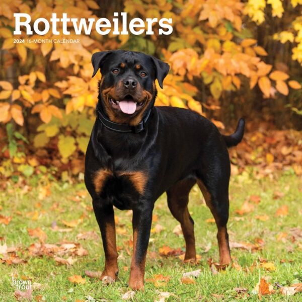 Rottweilers Calendar 2024