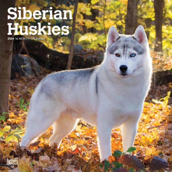 Siberian Huskies Calendar 2024
