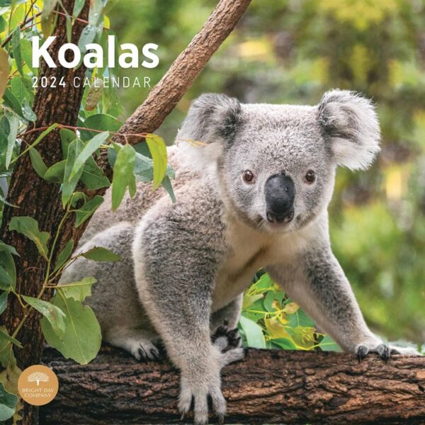 Koalas Calendar 2024