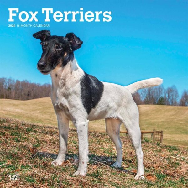 Fox Terriers Calendar 2024