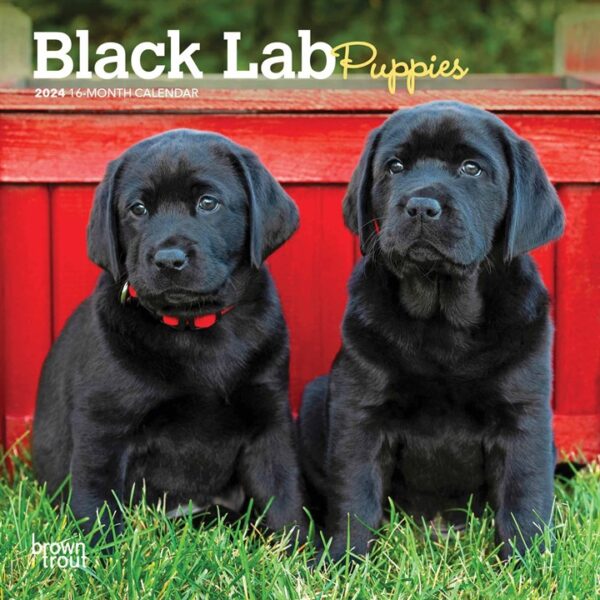 Black Lab Puppies Mini Calendar 2024